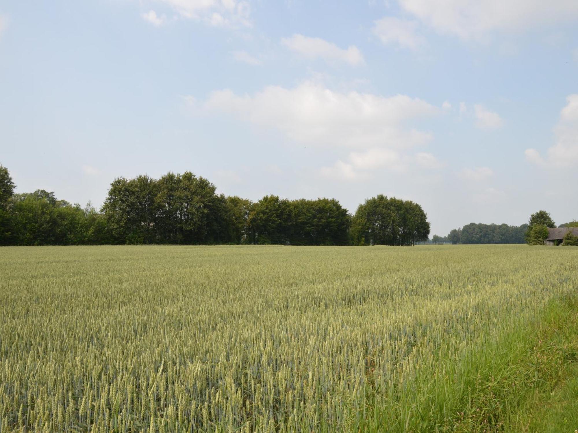 Quaint Farmhouse In Geesteren With Meadow View Buitenkant foto